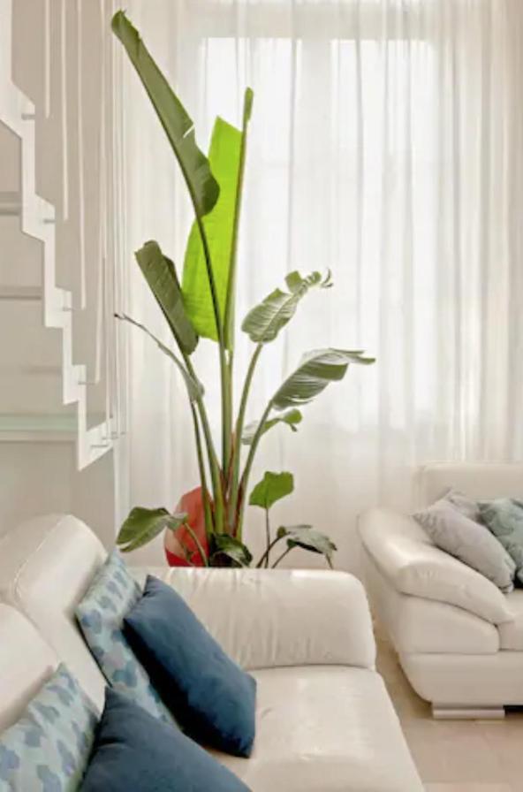 Amazing Sea View Flat Villa Tirrenia Exteriör bild